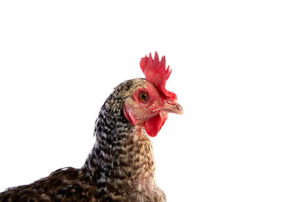 istock Cuckoo Cou Marans hen from France 1341714518