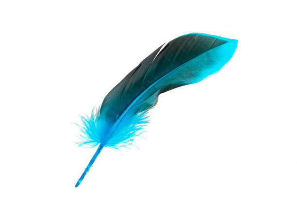 istock Blue decorative feather isolated on the white background 1341716281