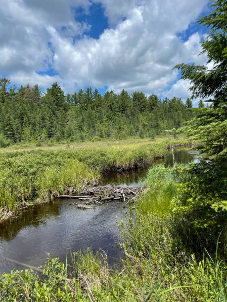 istock Mizzy Lake Trail beaver dam 1341716956