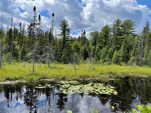 istock Mizzy Lake Trail trees and water 1341716961