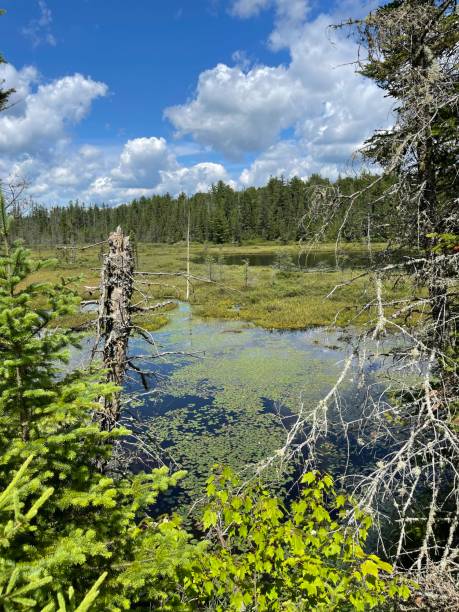 istock Mizzy Lake Trail water and trees 1341717005