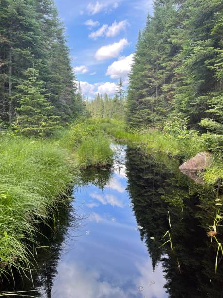 istock Mizzy Lake Trail water and trees 1341717019