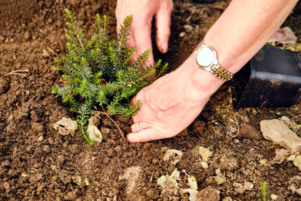 istock Woman planting heathers 1341717249