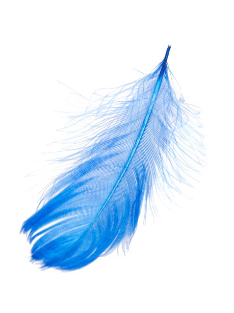 istock Elegant blue feather isolated on the white background 1341717260