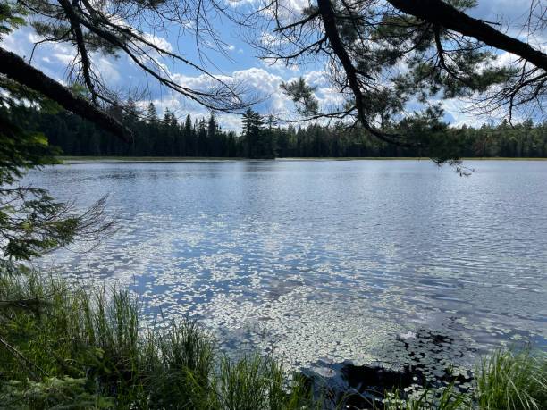 istock Mizzy Lake Trail water and trees 1341717342