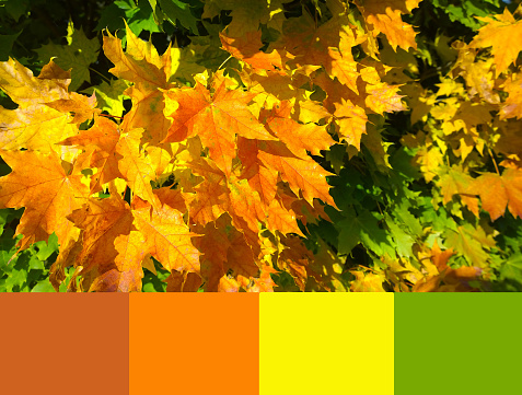 Autumnal season trendy color palette. Yellow, orange, rusty, brown and green maple leaves background. Autumn leaf color. Fall. Vibrant backdrop. Foliage. Design ideas for color combinations. Gradient.