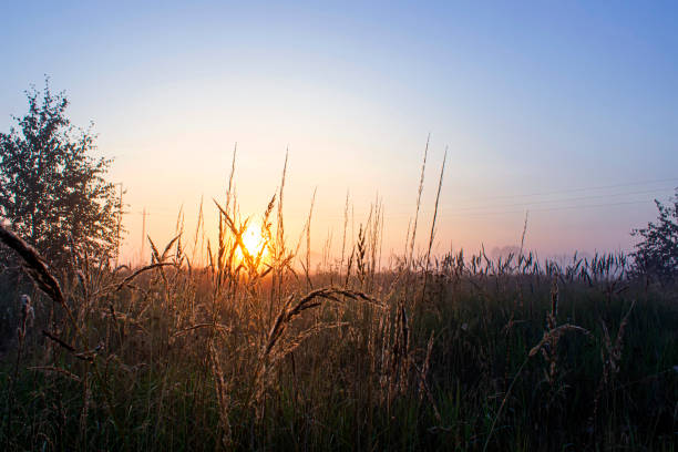 istock Summer grass on sunrise background. Golden hour. 1341717595