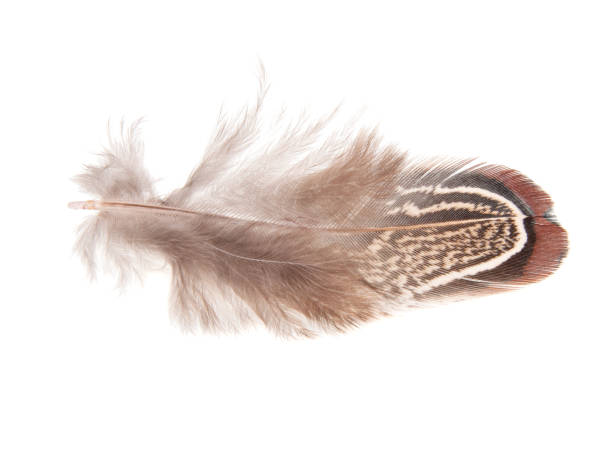 istock Decorative colorful pheasant bird feather isolated on the white background 1341718489