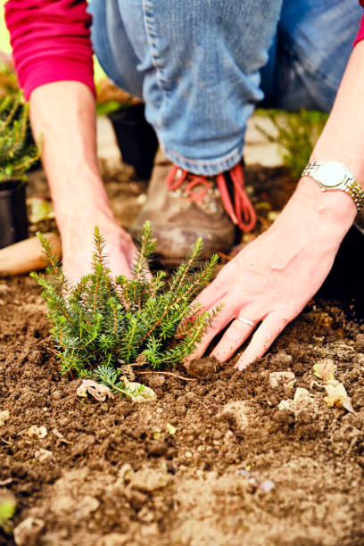 istock Woman planting heathers 1341718634