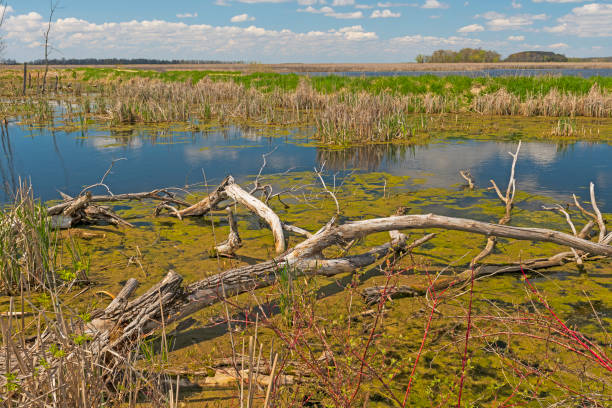 Vast Wetland Marsh on a Sunny Day at Horicon Marsh in Wisconsin