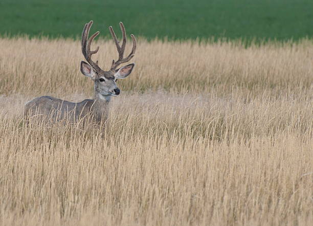 Mule deer buck in tall grass stock photo