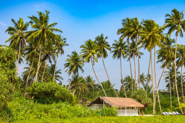 istock Shinagawa Beach in Sri Lanka 1341719818