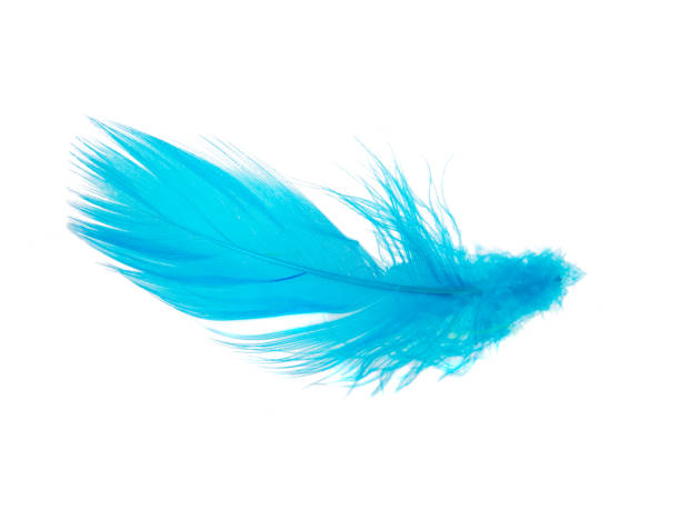 istock Delicate elegant blue feather isolated on the white background 1341720245
