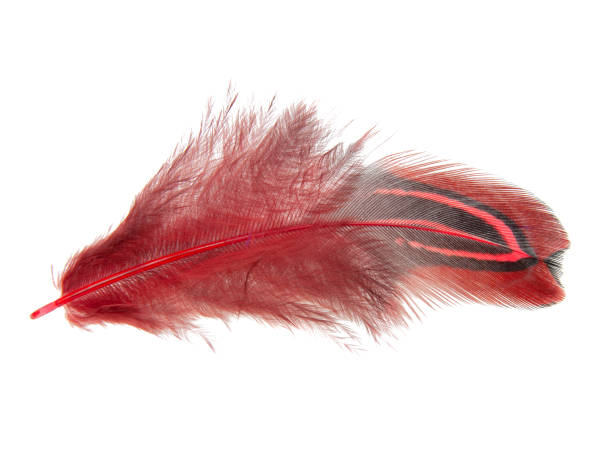 istock Red decorative colorful pheasant bird feather isolated on the white background 1341720518