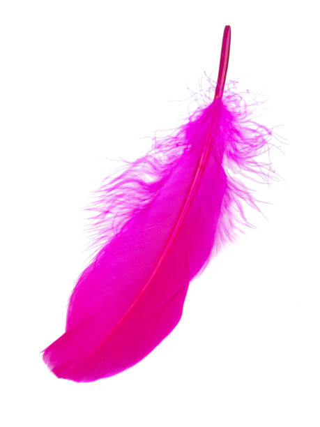 istock Pink decorative bird feather isolated on the white background 1341720524