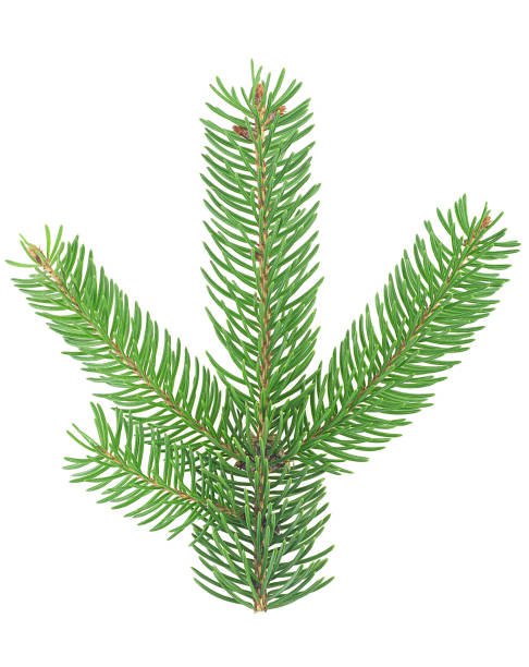 istock Top view of green fir tree spruce branch with needles isolated on a white background 1341720607