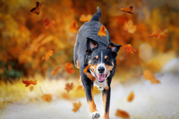 istock Dog jumping in autumn leaves over a meadow 1341721184