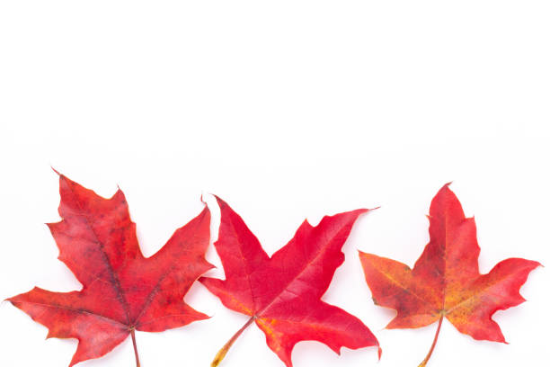 istock Autumn background. Red maple leaves on white background 1341721601