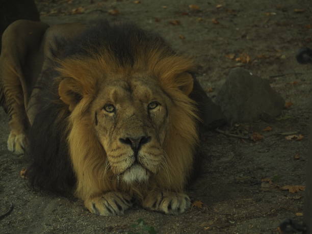 istock African lion headshot looking to camera 1341721803