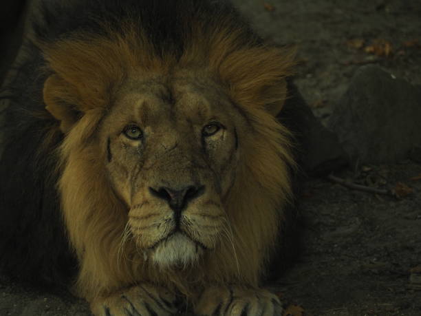 istock African lion headshot looking to camera 1341721806