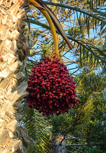 Date palm tree in Cyprus