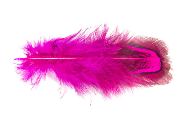 istock Elegant violet pheasant feather isolated on the white background 1341721845