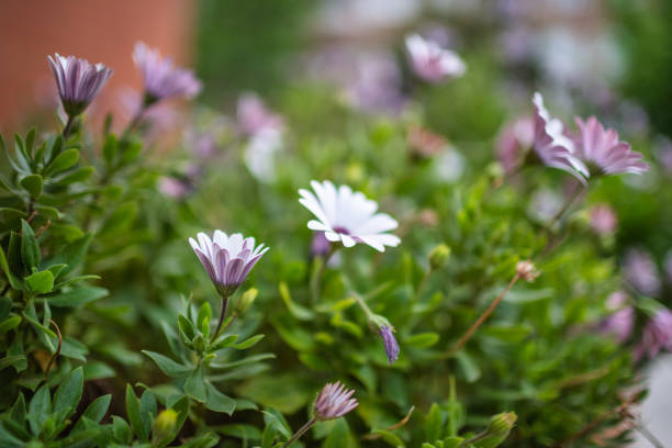 Flowers in the city
