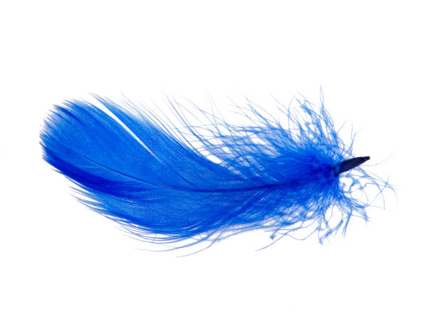 istock Delicate elegant blue feather isolated on the white background 1341723008