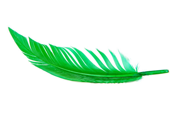 Bright green feather isolated on the white background