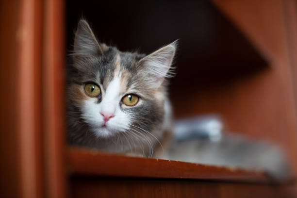 istock Fluffy bright cat portrait funny look indoor 1341723506