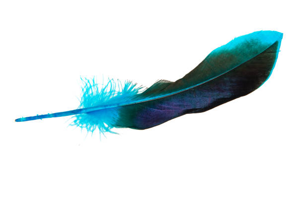 istock Dark blue feather isolated on the white background 1341723590