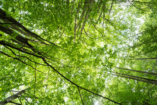 istock Looking up in the green forest 1341723774