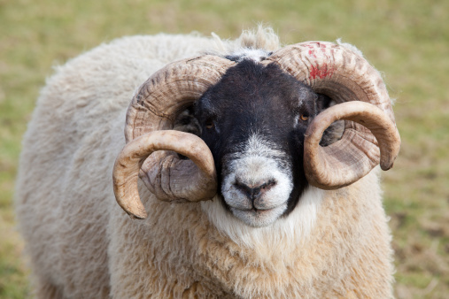 ram goat photo – Free Animal Image on Unsplash ram goat photo – Free Animal Image on Unsplash