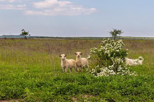 Goat in the pasture. A summer day in the countryside. Old Orgy, Republic of Moldova.