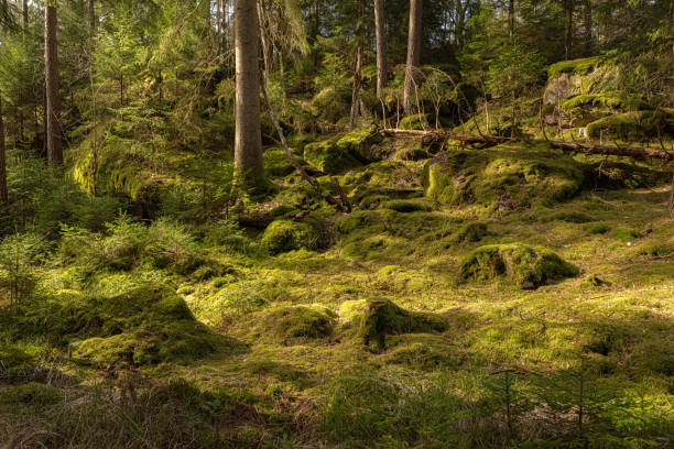 istock Mossy stones in an old forest.. 1341727399
