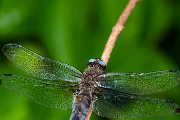 istock Close up of resting dragonfly on a branch. 1341727682