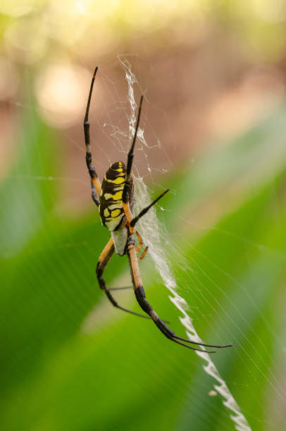 istock A large spider waiting for its prey. 1341727958