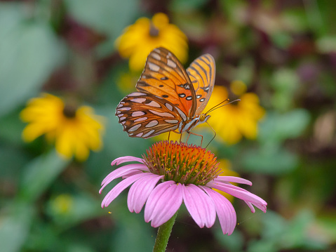 A gulf fritillary butterfly feeding on an echinacea purpurea blossom.