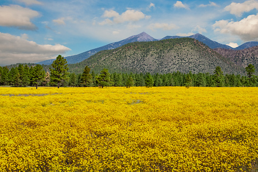 Meadow of Yellow Wildflowers