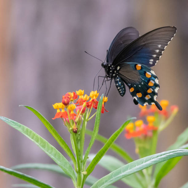 istock A butterfly flying from flower to flower. 1341728006