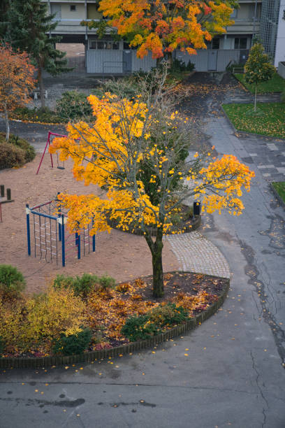 Yellow autumnal trees and a small park