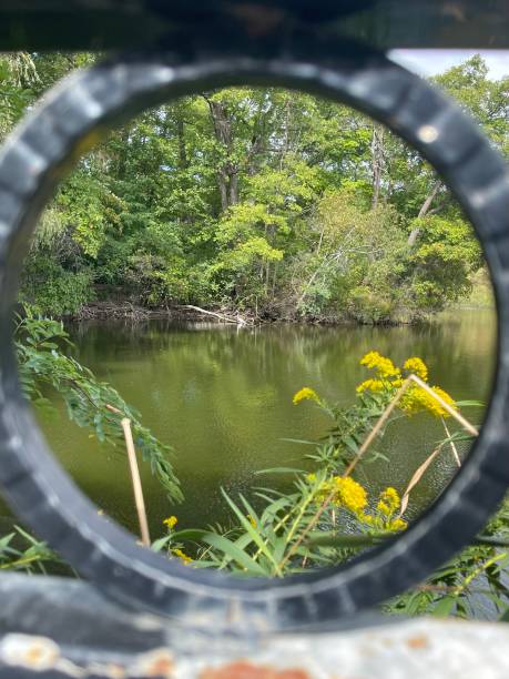 istock Great white egret in the pond at High Park in Toronto 1341729963