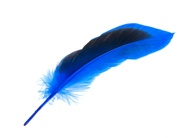 istock Decorated blue elegant feather isolated on the white background 1341730671