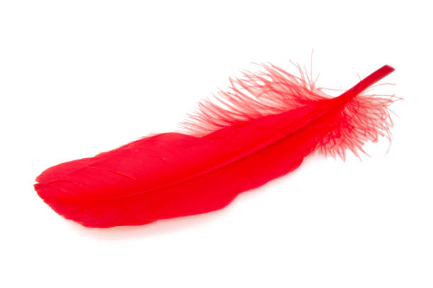 istock Elegant red feather isolated on the white background 1341730693