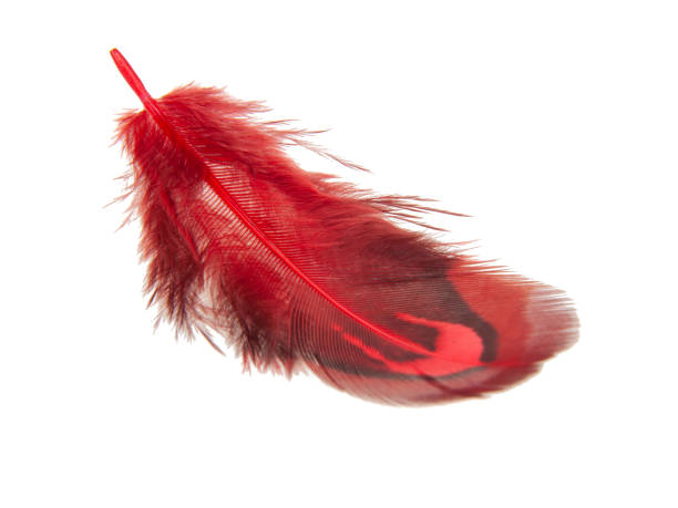 istock Red decorative colorful pheasant bird feather isolated on the white background 1341730924