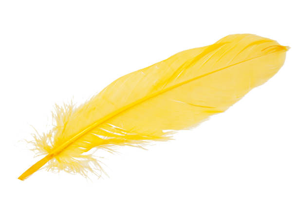 istock Elegant yellow feather isolated on the white background 1341732332