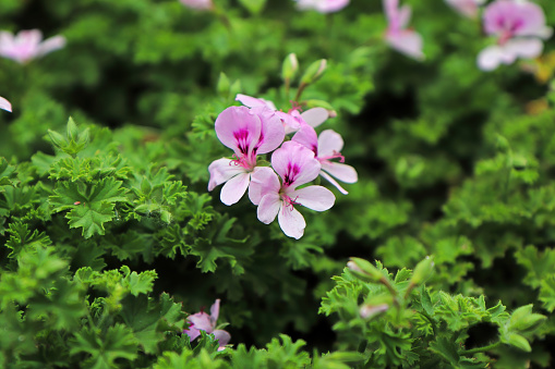 A citronella plant in full bloom with pink flowers.