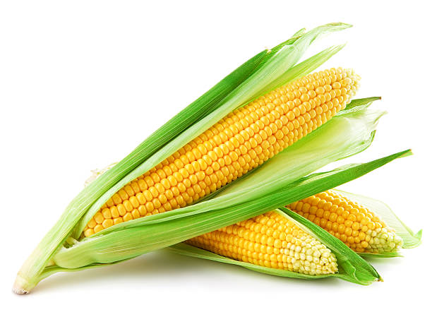 Corn An ear of corn isolated on a white background sweetcorn stock pictures, royalty-free photos & images