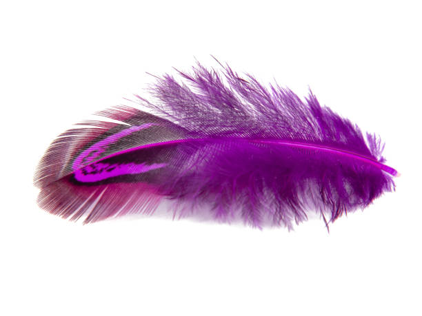 istock Elegant pink pheasant feather isolated on the white background 1341733437