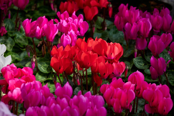 istock Red and pink Persian cyclamen flowering plant 1341733512